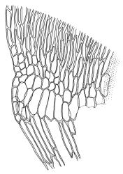 Warnstorfia fluitans, alar cells of stem leaf. Drawn from J.K. Bartlett 26, CHR 432975.
 Image: R.C. Wagstaff © Landcare Research 2014 